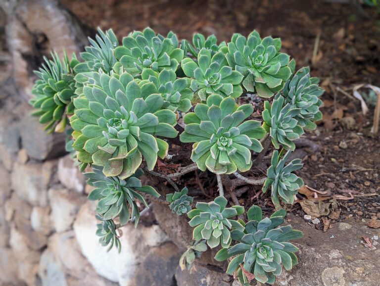 Aeonium arboreum in Finca de Osorio in Teror