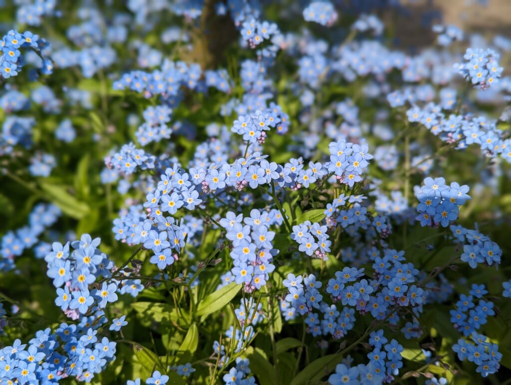 Myosotis sylvatica, commonly known as the wood forget-me-not, is a European native flowering plant in the Boraginaceae family, named after the Greek word for "mouse's ear"; its scent is debated, with some finding it almost scentless and others valuing it in the perfume industry for its uplifting fragrance.