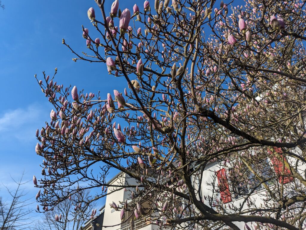 The magnolia flower captivates with its large, elegant blooms and creamy white petals.