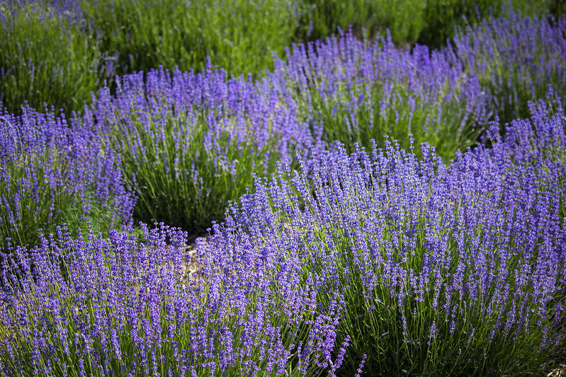 Lavender bushes