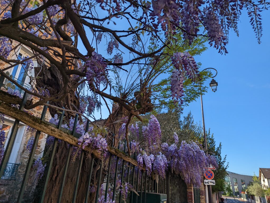 Wisteria in Antony, near Paris